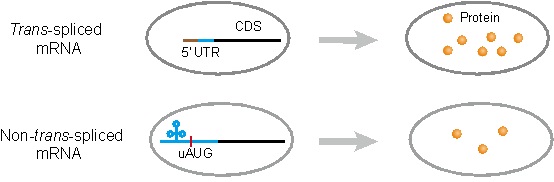 Regulation of mRNA Level by Synonymous Codon Usage