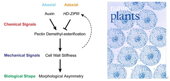 Interdisciplinary Research Explains Biomechanical Regulation of Leaf Asymmetry Establishment