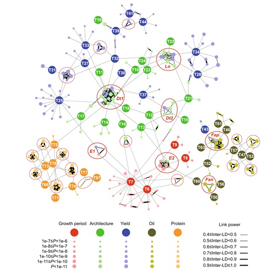 Dissection of Genetic Network Underlying Important Agronomic Traits Accelerates Modern Breeding in Soybean