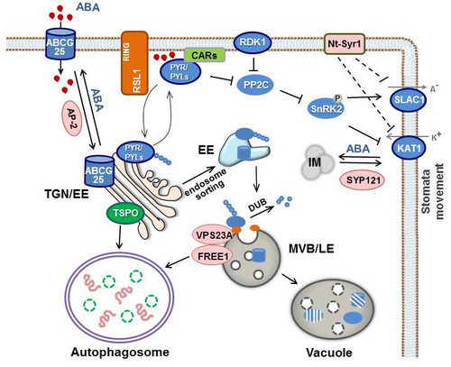 Non-26S Proteasome Endomembrane Trafficking Pathways Regulate ABA Signaling