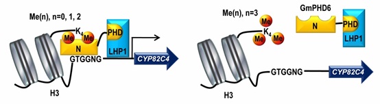 Researchers Reveal a Mechanism Involving Two Partners in a Complex to Regulate Genes for Salt Tolerance