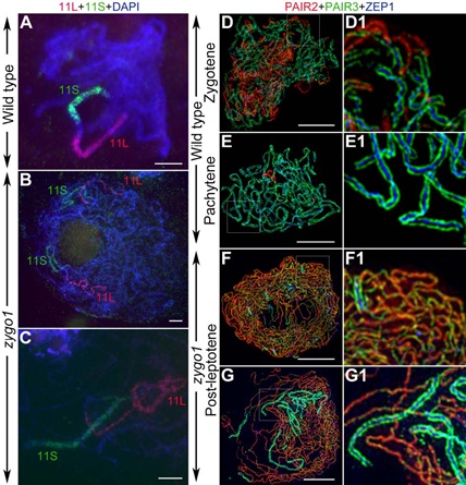 ZYGO1 Modulates Meiotic Chromosome Clustering