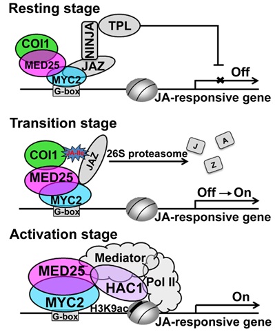 Scientists Discovered Action Mechanism of Nuclear Hrmone Receptors in Plants