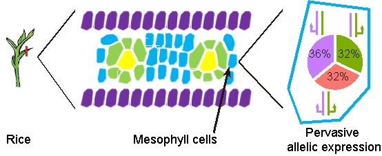 Single-cell Transcriptome Analysis Reveals Widespread Monoallelic Gene Expression in Plants