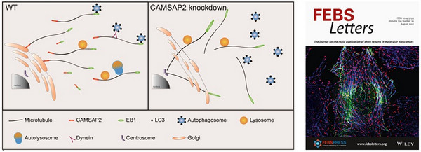 Cross-talk between MT +TIPs and -TIPs Regulates Intracellular Transport