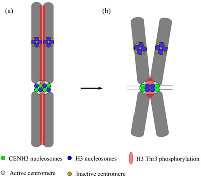 Histone H3 Phosphorylation Requires Cohesion and Centromere Activity in Maize