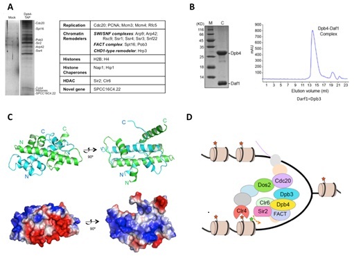 Dpb3-Dpb4 Complex Coordinately Regulates the Heterochromatin Inheritance