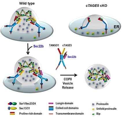 cTAGE5 Interacts with Sec22b to Regulate Proinsulin Trafficking