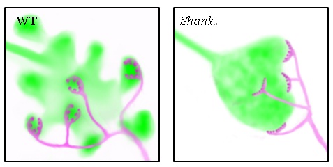 Scientists Uncovered a Novel Presynaptic Function of the Autism Associated Gene SHANK