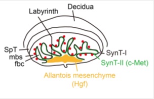 Canonical Wnt Efficiently Induces Trophoblastic Syncytiotrophoblast Layer II Cells Differentiation