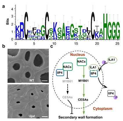 IGDB Scientists Found an Uncanonical CCCH-tandem Zinc Finger Protein Repressing Secondary Wall Synthesis in Rice