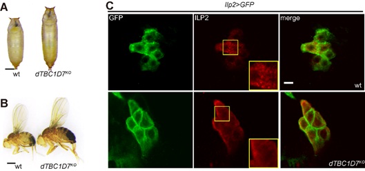 Scientists Revealed that TBC1D7 Regulates Systemic Growth in Droaophila