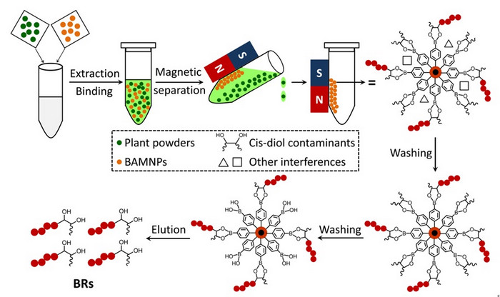 IGDB Scientists Developed an Improved Method for Determination of Plant Endogenous Brassinosteroids