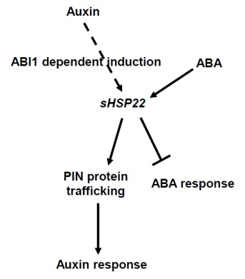 sHSP22 Is Key Regulator in the Cross Talk between ABA and Auxin