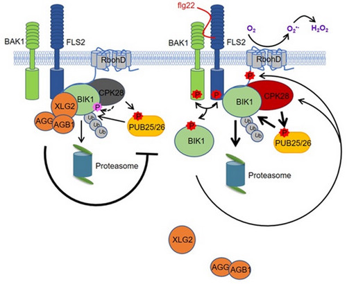 Scientists Find a “Thermostat” in Plant Immunity