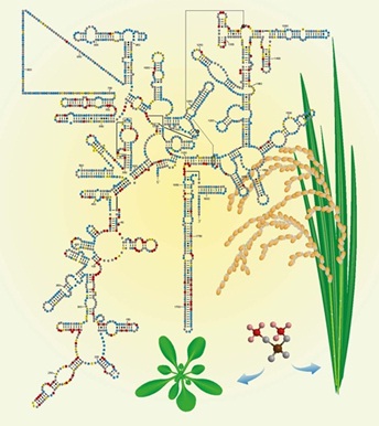 Scientists Decode the First in vivo RNA Structurome in Rice