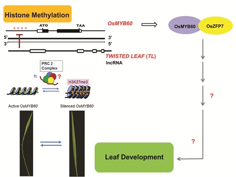 Scientists Find an Antisense Long Noncoding RNA That Is Involved in Maintaining Leaf Blade Flattening in Rice