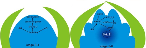 ARF3 and Cytokinin Regulate Floral Meristem Determinacy