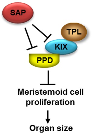 Researchers Discover Key Molecular Mechanisms in Organ Size Control