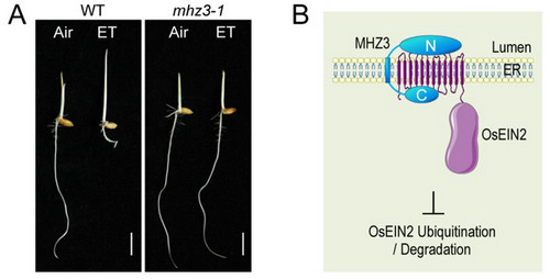 Chinese Scientists Discover a New Regulator of Ethylene Signaling