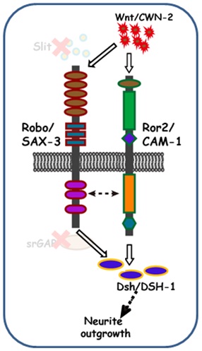 Researchers Reveal Signaling Integration Underlying Asymmetrical Neurite Outgrowth