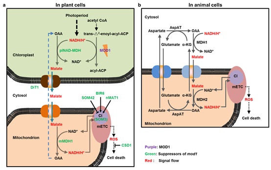 IGDB Scientists Revealed the Chloroplast-To-Mitochondrion Communication Mechanism in Regulation of ROS Generation and PCD in Arabidopsis thaliana