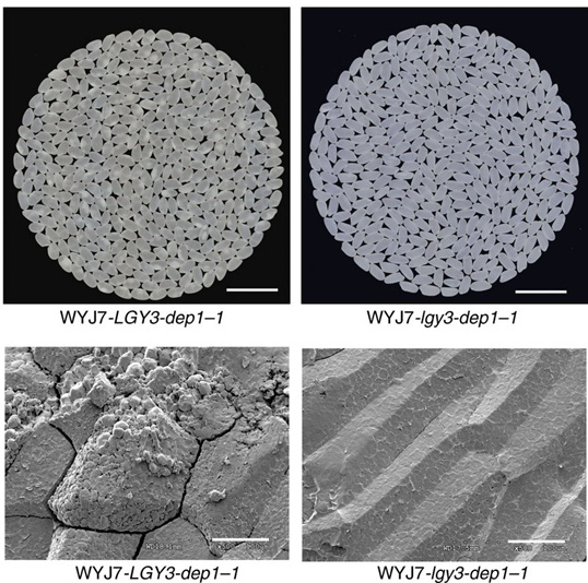 The Natural Variation at the OsMADS1 Locus Simultaneously Improves Grain Yield and Quality in Rice