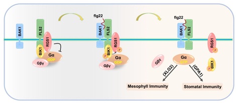 Plant Receptor Kinases Activate Heterotrimeric G Protein in Novel Way