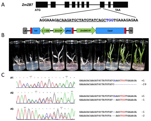 The dmc1 Promoter for Cas9 Generates High-efficiency Genome Editing in Maize