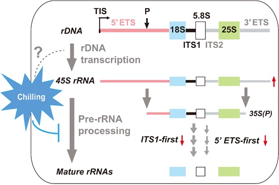 Pre-rRNA Processing in Rice involves Two Co-existing Pathways and Responds to Chilling Stress