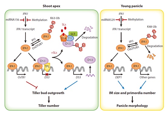 IGDB Scientists Review the Genetic Regulation of Shoot Architecture