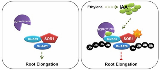 How Auxin Regulates Ethylene Response at Signaling Level Is Revealed