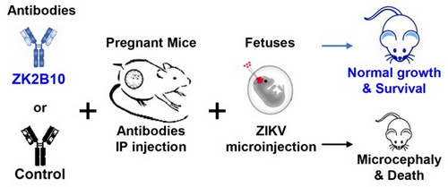 Human Neutralizing Antibody Protects against Zika Virus in Mouse Models