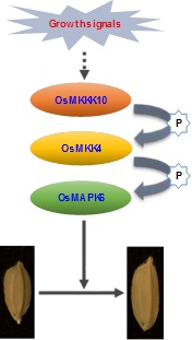 Scientists Revealed that a MAPK Signaling Pathway Controls Grain Size