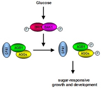 Brassinosteroid Receptors Associate with G Proteins to Sense and Transduce Sugar Signaling in Arabidopsis