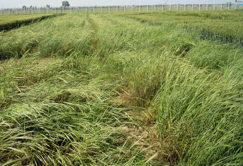 Chinese Scientists Generated a High-quality Wheat A Genome Sequence