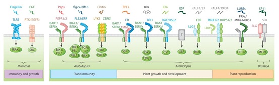 IGDB Scientists Review Receptor-Like Cytoplasmic Kinases in Plant Signaling