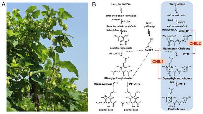 Chinese Scientists Uncover Novel Components in Prenylated Flavonoid Biosynthesis in Hops