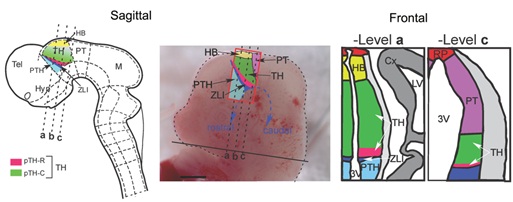 Scientists Reveal Spatiotemporal Regulation of Thalamic Nuclei Formation