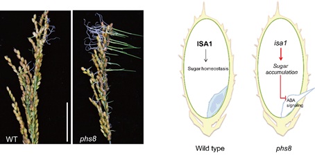 Researchers Find the Solution to Fighting Pre-harvest Sprouting in Rice