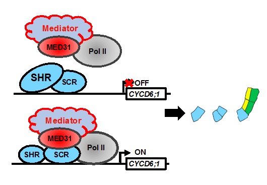 Scientists Discovered the Role of Mediator in Regulating Asymmetric Stem Cell Division