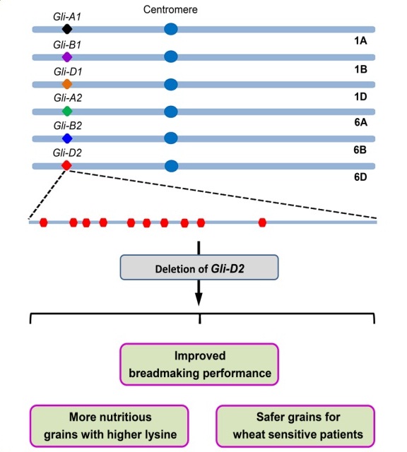 Decreasing Gliadin Protein Accumulation Concurrently Improves Wheat End-use, Nutritional and Health Related Traits