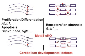 Scientists Find a New Function of m6A-modification in Regulating Cerebellar Development