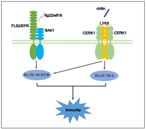 Scientists Reveal Redundancy and Specificity of RLCK VII Members in Immunity