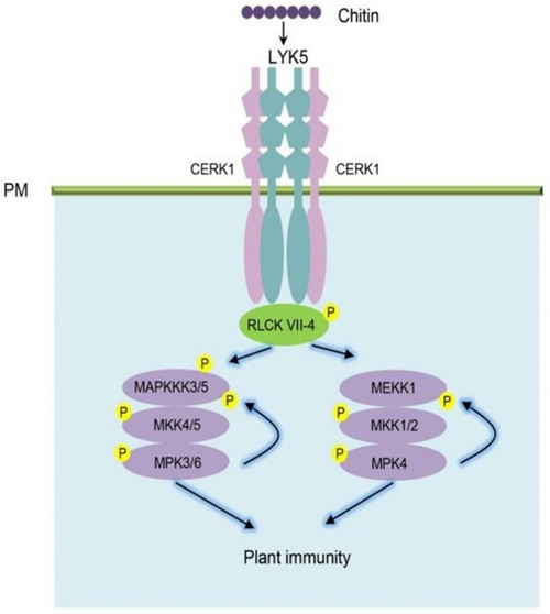 Immune Receptors Mediate MAPK Activation