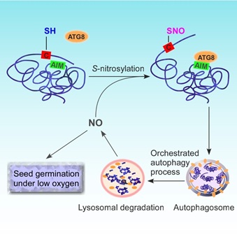 Researchers Discover A New Mechanism of Nitric Oxide-Regulated Selective Autophagy in Plants