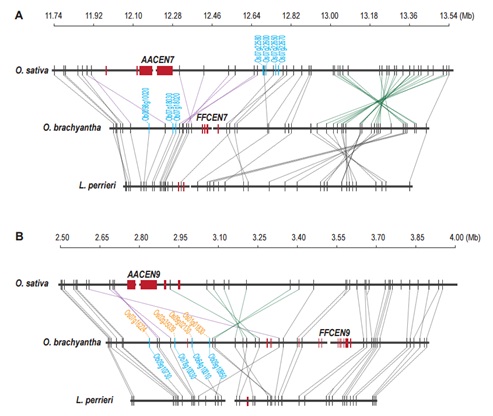 Genes Escape from Unfriendly Centromeric Regions