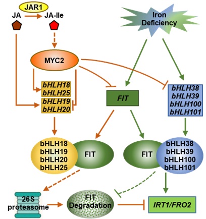 Researchers Reveal the Molecular Regulation Mechanism of JA-mediated Iron Uptake Inhibition in Arabidopsis