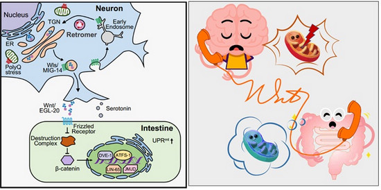 Mitochondria in the Neurons Talk to the Intestine via Wnt Signaling