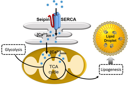 Human Lipodystrophy Gene Seipin Orchestrates Lipid Homeostasis through Ca2+-dependent Mitochondrial Metabolism